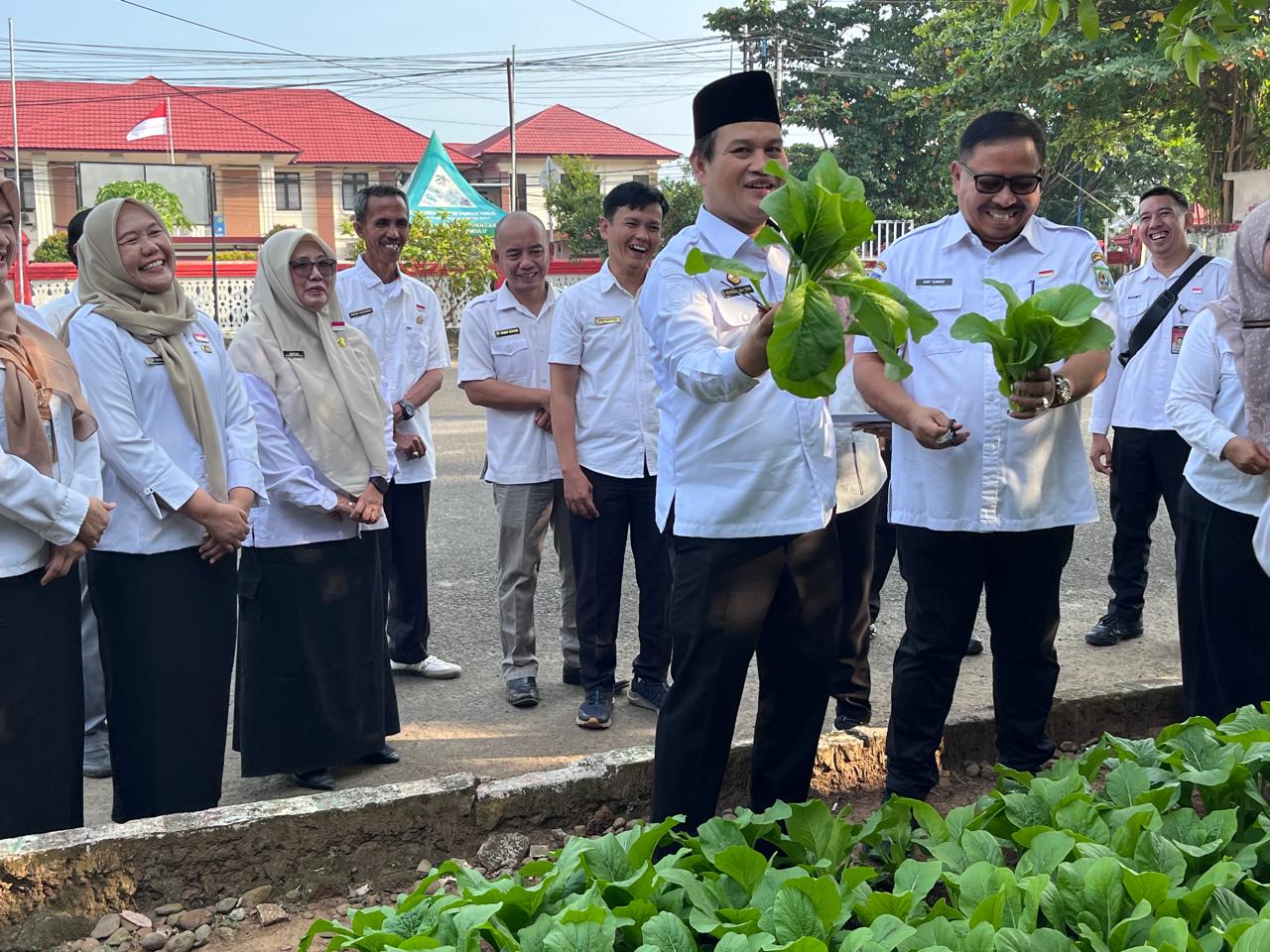 Panen Sayur dilahan Perkarangan Dinas Ketahanan Pangan