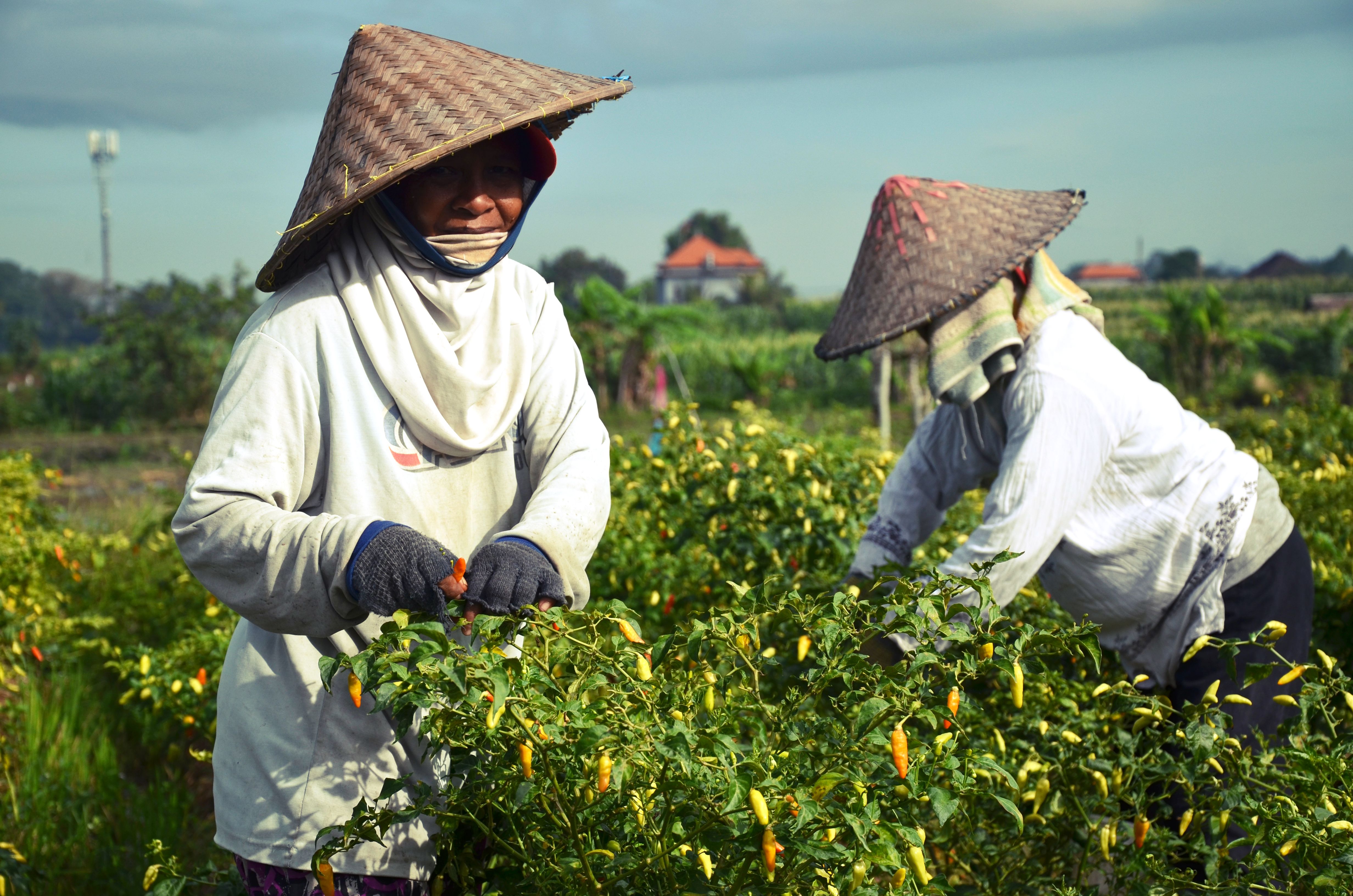 Panen raya Cabe