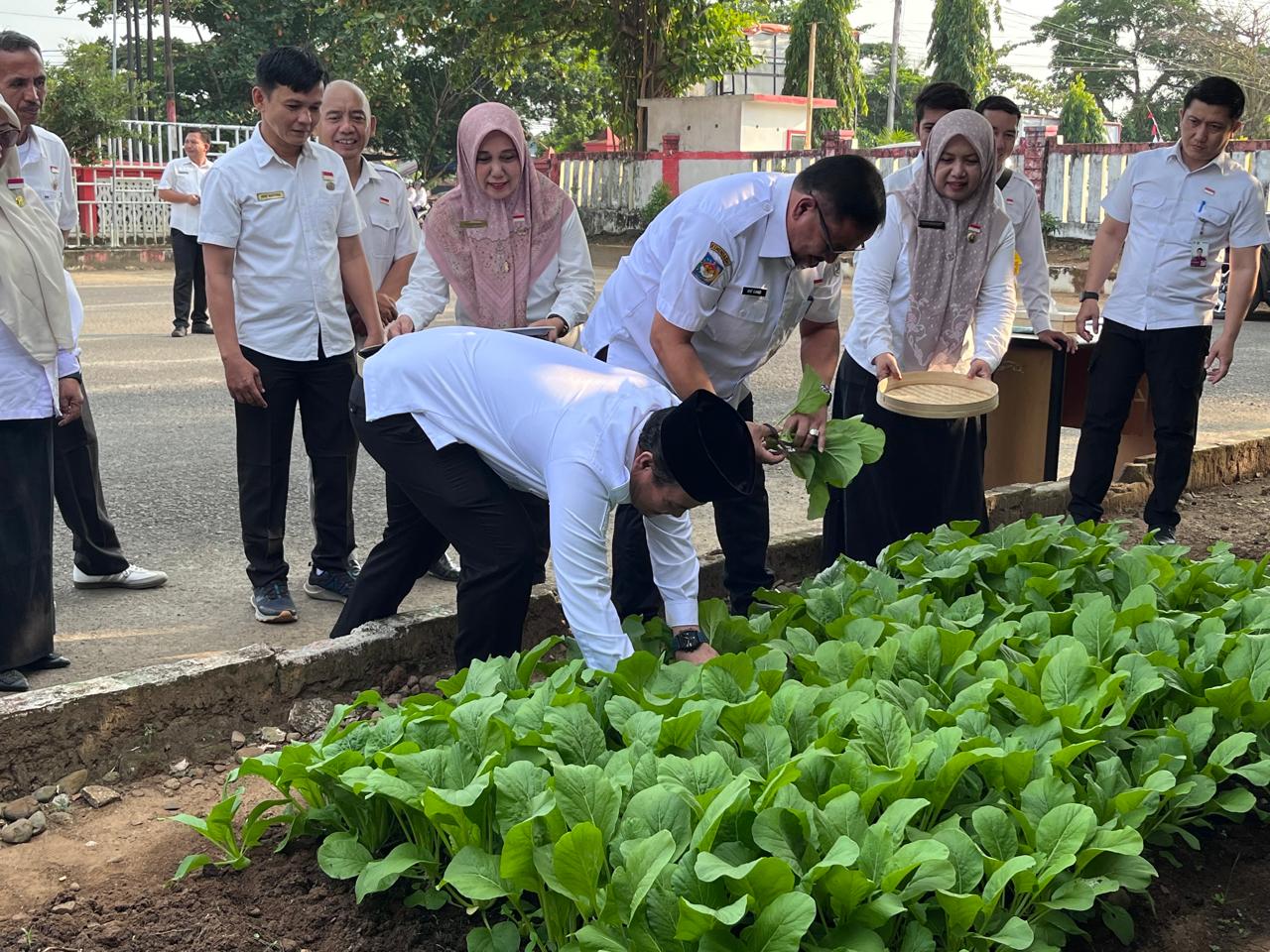 Panen Sayur dilahan Perkarangan Dinas Ketahanan Pangan